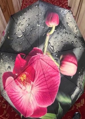 Umbrella #21013825