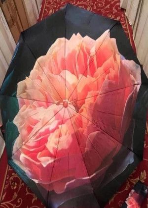 Umbrella #21013829